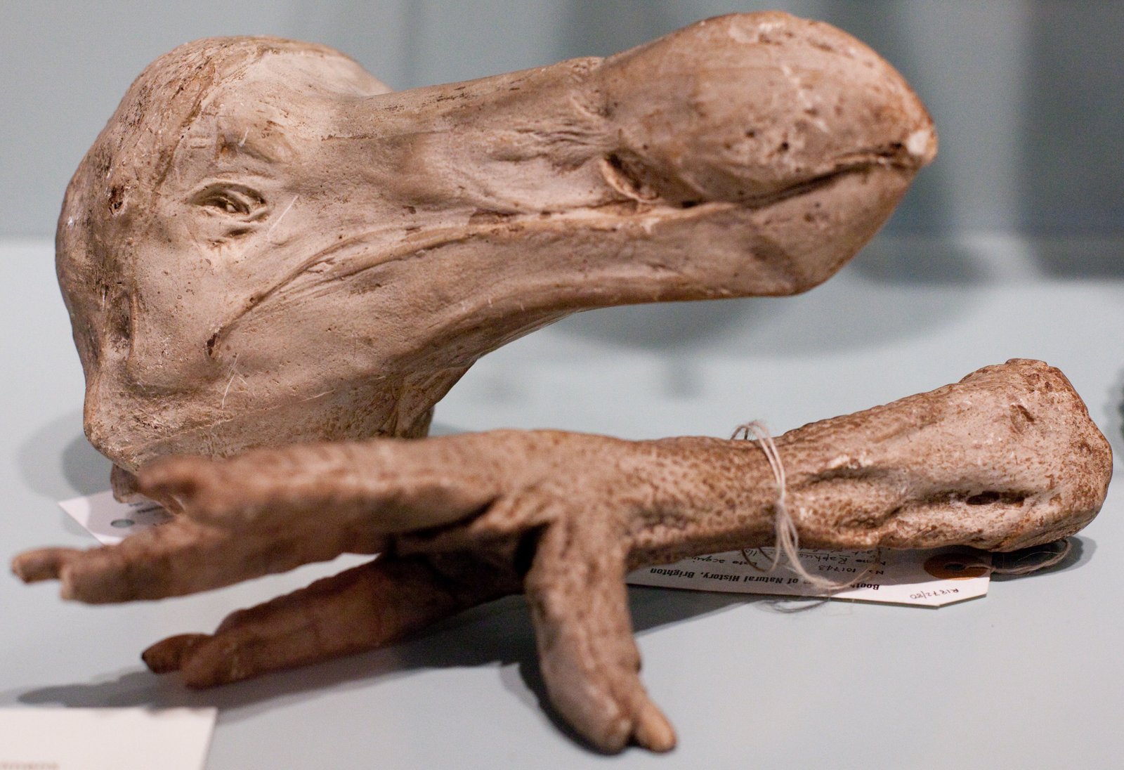 Plaster cast of the dried Oxford head and London foot of a Dodo bird at the Booth Museum of Natural History, Brighton, England. The Oxford University Museum of Natural History owns the only remaining Dodo tissue samples, and the foot is now lost.