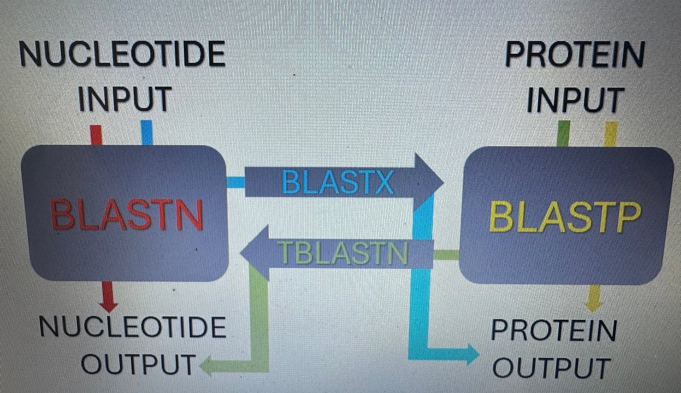 On the NCBI website the web BLAST tool will have buttons similar to this layout.  The color coded arrows show the input and output based on the input you have and the tool you select.