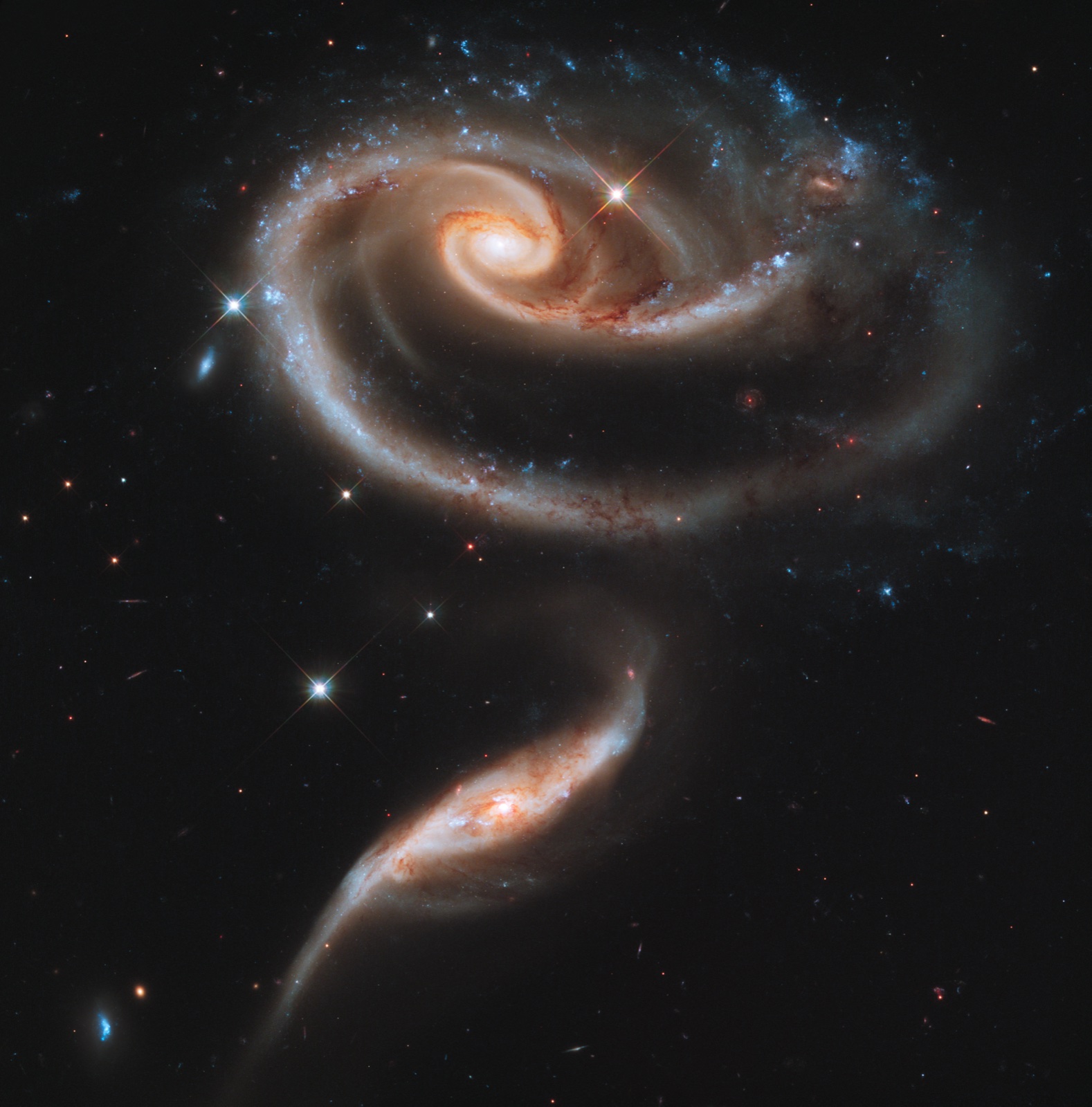 This Hubble Space Telescope image shows a group of interacting galaxies called Arp 273. The larger of the spiral galaxies, known as UGC 1810, has a disk that is tidally distorted into a rose-like shape by the gravitational tidal pull of the companion galaxy below it, known as UGC 1813. A swath of blue jewels across the top is the combined light from clusters of intensely bright and hot young blue stars. These massive stars glow fiercely in ultraviolet light.
The smaller, nearly edge-on companion shows distinct signs of intense star formation at its nucleus, perhaps triggered by the encounter with the companion galaxy.
A series of uncommon spiral patterns in the large galaxy is a tell-tale sign of interaction. The large, outer arm appears partially as a ring, a feature seen when interacting galaxies actually pass through one another. This suggests that the smaller companion actually dived deep, but off-center, through UGC 1810. The inner set of spiral arms is highly warped out of the plane with one of the arms going behind the bulge and coming back out the other side. How these two spiral patterns connect is still not precisely known.
A possible mini-spiral may be visible in the spiral arms of UGC 1810 to the upper right. It is noticeable how the outermost spiral arm changes character as it passes this third galaxy, from smooth with lots of old stars (reddish in color) on one side to clumpy and extremely blue on the other. The fairly regular spacing of the blue star-forming knots fits with what is seen in the spiral arms of other galaxies and is predictable based on instabilities in the gas contained within the arm.
The larger galaxy in the UGC 1810 - UGC 1813 pair has a mass that is about five times that of the smaller galaxy. In unequal pairs such as this, the relatively rapid passage of a companion galaxy produces the lopsided or asymmetric structure in the main spiral. Also in such encounters, the starburst activity typically begins in the minor galaxies earlier than in the major galaxies. These effects could be due to the fact that the smaller galaxies have consumed less of the gas present in their nucleus, from which new stars are born.
Arp 273 lies in the constellation Andromeda and is roughly 300 million light-years away from Earth. The image shows a tenuous tidal bridge of material between the two galaxies that are separated by tens of thousands of light-years from each other.
The interaction was imaged on December 17, 2010, with Hubble's Wide Field Camera 3 (WFC3).

This Hubble image is a composite of data taken with three separate filters on WFC3 that allow a broad range of wavelengths covering the ultraviolet, blue, and red portions of the spectrum.