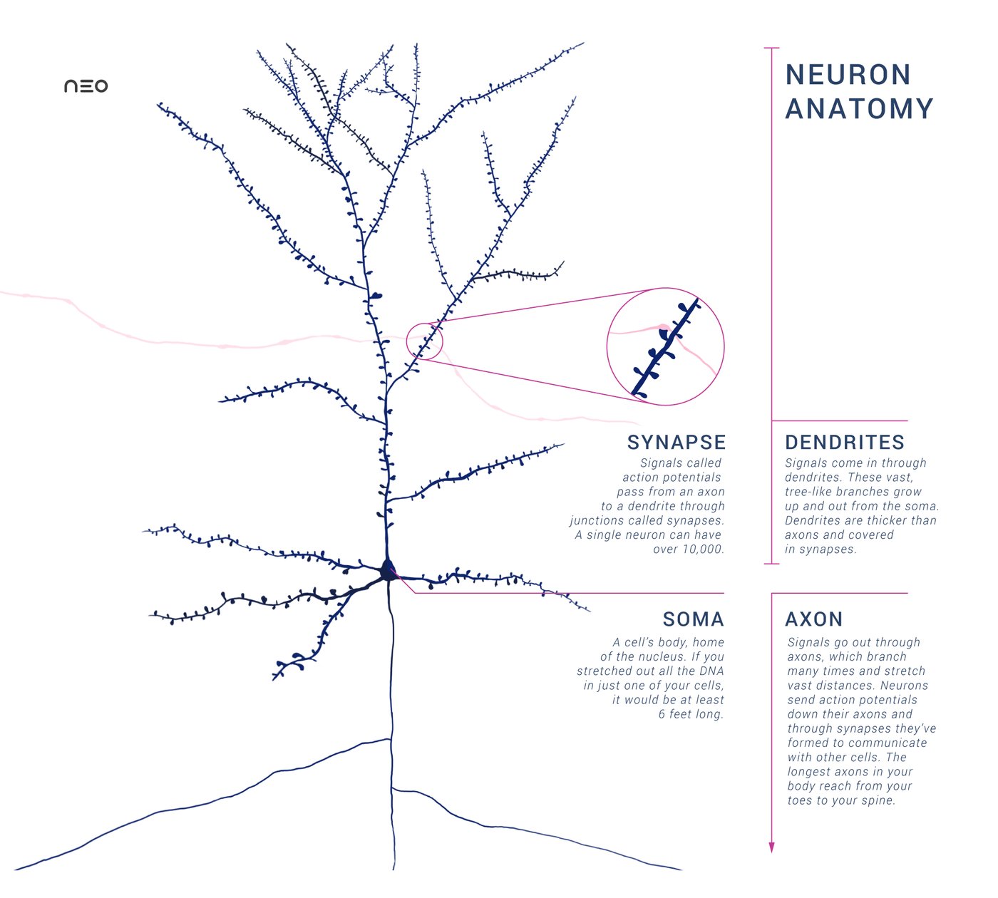 This schematic shows a single pyramidal neuron, the dominant excitatory neuron of cerebral cortex, with an synaptic connection from an incoming axon. It briefly explains the soma, dendrites, axon, and synapse and was created by Amy Sterling and Daniela Gamba for Neo Brain Game.